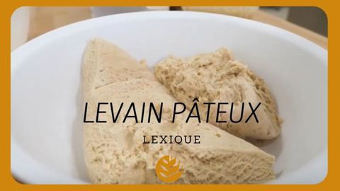 Qu’est-ce que le levain pâteux ou levain dur Qu’est-ce que le levain pâteux ou levain dur